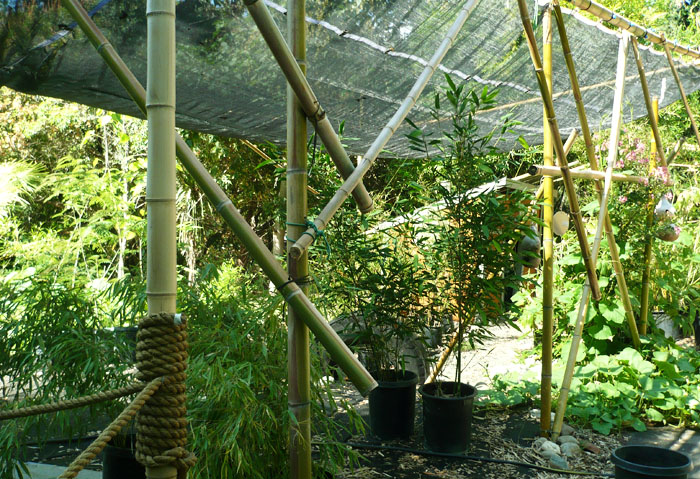 Sacramento Bamboo Garden Nursery